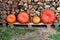 Four various sizes colorful pumpkins left in front of stacked firewood prepared for cold winter days surrounded with grass and