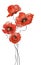 Four vertical watercolor poppies on white background