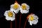 Four, very rare oconee bells with black background