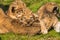 Four very small lion cubs are tired