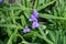 Four violet flowers of spiderwort