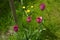 Four violet tulips in the cool shadow of a small apple tree.