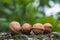 Four walnuts on a stone wall