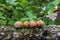 Four walnuts on a stone wall