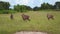 Four water goats in the African savanna