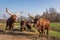 Four Watussi oxen graze and eat hay