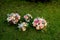 Four wedding bouquets on the green grass.