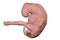 Four week embryo, late part of the fourth week on pregnancy