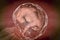 Four week embryo, late part of the fourth week on pregnancy