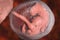 Four week embryo, late part of the fourth week on pregnancy