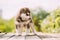 Four-week-old Husky Puppy Of White-brown Color Standing On Wooden Ground With Closed Eyes