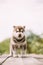 Four-week-old Husky Puppy Of White-brown Color Standing On Wooden Ground With Closed Eyes