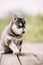 Four-week-old Husky Puppy Of White-gray-black Color Walking On Wooden Ground