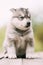 Four-week-old Husky Puppy Of White-gray Color Sitting On Wooden Ground