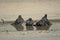 Four wet pigeons bathing in a puddle