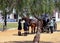 Four-wheeled carriage pulled by two horses in a park with trees