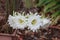Four White Cactus Flowers