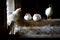 Four White Chickens Standing in Barn