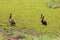 Four white-faced ducks in a small pool of water with duckweed