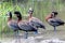 Four White Faced Whistling Ducks at Water Hole
