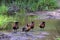 Four White Faced Whistling Ducks at Water Hole