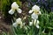 Four white flowers of bearded irises