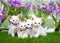 Four white kittens in a flower garden