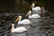 Four white pelicans swimming in a line