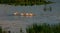 Four White Pelicans Swimming In Line