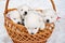 four white puppies in a basket. breeding dogs breed Japanese Spitz.