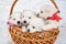 four white puppies in a basket. breeding dogs breed Japanese Spitz.