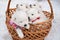 four white puppies in a basket. breeding dogs breed Japanese Spitz.