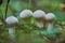 Four white spiny raincoat mushrooms grow in the grass in the autumn forest.