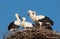 Four white stork babies (Ciconia ciconia) in the nest