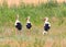 Four white storks rest in dense grass