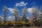 Four white trees with green leafs with branches