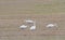 Four whooper swans eating on a field