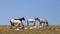 Four wild horse mustangs on a ridge in the Pryor Mountains of Montana United States