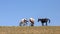 Four wild horses with clear blue sky background on Sykes Ridge in the Pryor Mountains of Montana United States