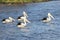 Four wild Pelicans swimming river, Western Australia