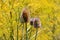 Four Wild teasel or Dipsacus fullonum plants with prickly stem and brown flower heads on yellow flowers background