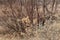 Four winged saltbush Atriplex canescens palo duro canyon winter