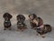 Four wire-haired miniature dachshunds sitting on floor looking up