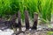 A four wood to block water control for a rice seedlings in paddy field