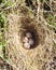 Four woodlark eggs in nest on ground