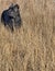 Four year old cane corso  mastiff in dry grassland