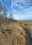 Four year old cane corso  mastiff in dry grassland