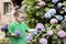 A four-year-old girl picks flowers from a large hydrangea plant