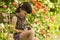 Four years old girl playing with puppy in the garden