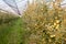 Four years old Golden Delicious trees at the apple orchard in August, selective focus